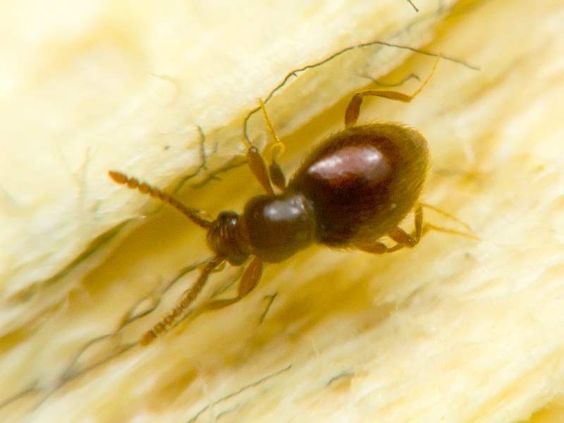 Stenichnus C.G. Thomson, 1859